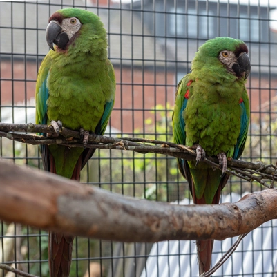 Bird Aviary