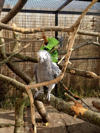 Bird Aviaries Panels Cages Weld Mesh