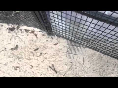 Chicken run with external Omlet Lenham coop video thumbnail