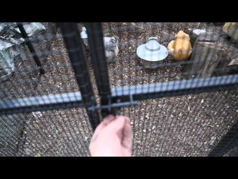 Chicken run and play area. video thumbnail