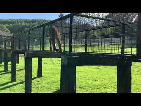 Mountain lion enclosure tunnel video thumbnail